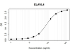 HuD Antibody in ELISA (ELISA)