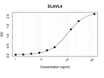 HuD Antibody in ELISA (ELISA)