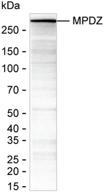 MUPP1 Antibody in Western Blot (WB)