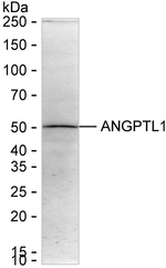 ANGPTL1 Recombinant Mouse Monoclonal Antibody (K1H039_15D4)