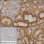 USP20 Recombinant Mouse Monoclonal Antibody (KCA020_12G10)