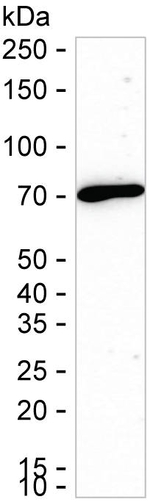 LRRC47 Antibody in Western Blot (WB)