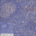 SNX11 Recombinant Mouse Monoclonal Antibody (K1E094_18B5)
