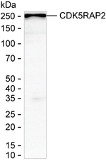 CDK5RAP2 Antibody in Western Blot (WB)