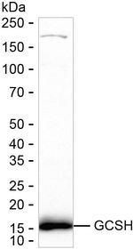 GCSH Antibody in Western Blot (WB)
