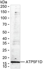 ATP5D Recombinant Mouse Monoclonal Antibody (K1L034_10C8)
