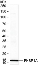 FKBP12 Antibody in Western Blot (WB)