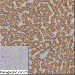 PET117 Recombinant Mouse Monoclonal Antibody (K94103_8E7)
