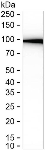 COPB2 Antibody in Western Blot (WB)
