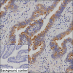 AKAP14 Recombinant Mouse Monoclonal Antibody (K2K054_1B4)