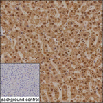 MSRB1 Recombinant Mouse Monoclonal Antibody (KBL018_20A12)
