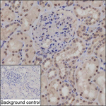 NUP214 Recombinant Mouse Monoclonal Antibody (K8U069_3F8)