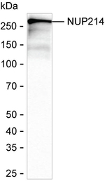 NUP214 Antibody in Western Blot (WB)