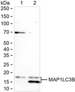LC3B Antibody in Western Blot (WB)