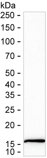 RPL30 Antibody in Western Blot (WB)