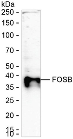 FosB Recombinant Mouse Monoclonal Antibody (K56084_5F9)