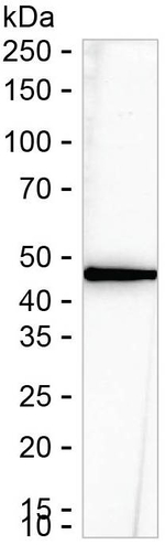 SNIP1 Recombinant Mouse Monoclonal Antibody (K9N068_14G8)