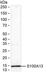 S100A13 Recombinant Mouse Monoclonal Antibody (K40117_15F5)