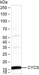 Cytochrome C Recombinant Mouse Monoclonal Antibody (K1E106_3C6)