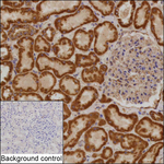 COA3 Recombinant Mouse Monoclonal Antibody (K7L014_16E8)