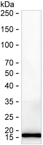 HSPE1 Antibody in Western Blot (WB)