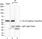HLA-C Recombinant Mouse Monoclonal Antibody (K9N087_18F2)