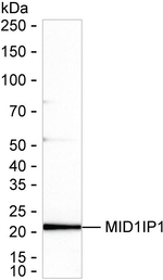 MID1IP1 Recombinant Mouse Monoclonal Antibody (K1H033_11H7)