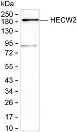 NEDL2 Antibody in Western Blot (WB)