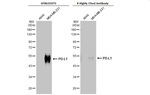 PD-L1 Antibody in Western Blot (WB)