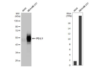 PD-L1 Antibody in Western Blot (WB)