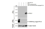 PD-L1 Antibody in Western Blot (WB)
