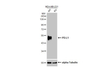 PD-L1 Antibody in Western Blot (WB)