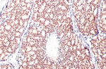 Androgen Receptor Antibody in Immunohistochemistry (Paraffin) (IHC (P))