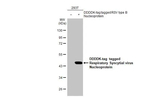RSV NP Antibody in Western Blot (WB)