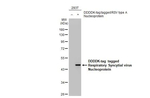 RSV NP Recombinant Rabbit Monoclonal Antibody (HL1245)