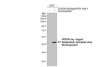RSV NP Recombinant Rabbit Monoclonal Antibody (HL1291)