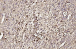 CD44 Antibody in Immunohistochemistry (Paraffin) (IHC (P))