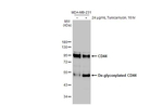 CD44 Antibody in Western Blot (WB)