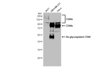 CD44 Antibody in Western Blot (WB)