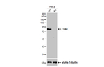 CD44 Antibody in Western Blot (WB)