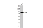 CD44 Antibody in Western Blot (WB)