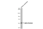 alpha Amylase Antibody in Western Blot (WB)