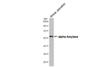 alpha Amylase Antibody in Western Blot (WB)
