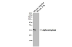 alpha Amylase Antibody in Western Blot (WB)