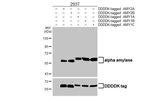 alpha Amylase Antibody in Western Blot (WB)