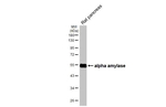 alpha Amylase Antibody in Western Blot (WB)
