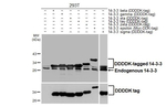 14-3-3 Pan Antibody in Western Blot (WB)