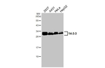 14-3-3 Pan Recombinant Rabbit Monoclonal Antibody (HL1776)