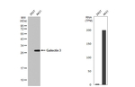 Galectin 3 Antibody in Western Blot (WB)