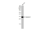 Galectin 3 Antibody in Western Blot (WB)